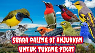 Download Lagu suara pikat kombinasi burung kecil untuk memikat burung liar paling manjur dan ampuh 100% st18 MP3