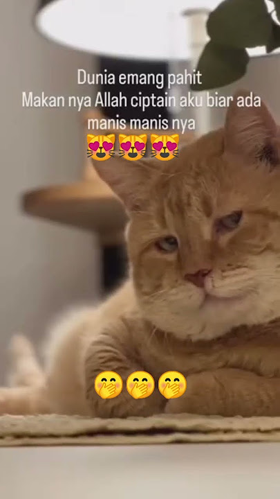 Lirikan maut kucing om oyen genit kali yahaha #kucinglucu #memes #funny #lucu