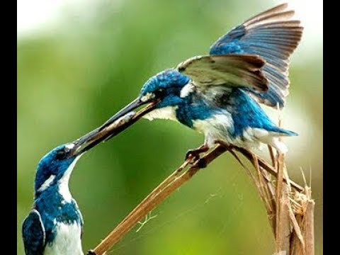 Anakan Burung Cekakak Raja Udang Biru Youtube