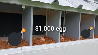 $1,000 egg