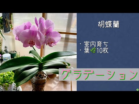 February 27, 2026 Phalaenopsis 