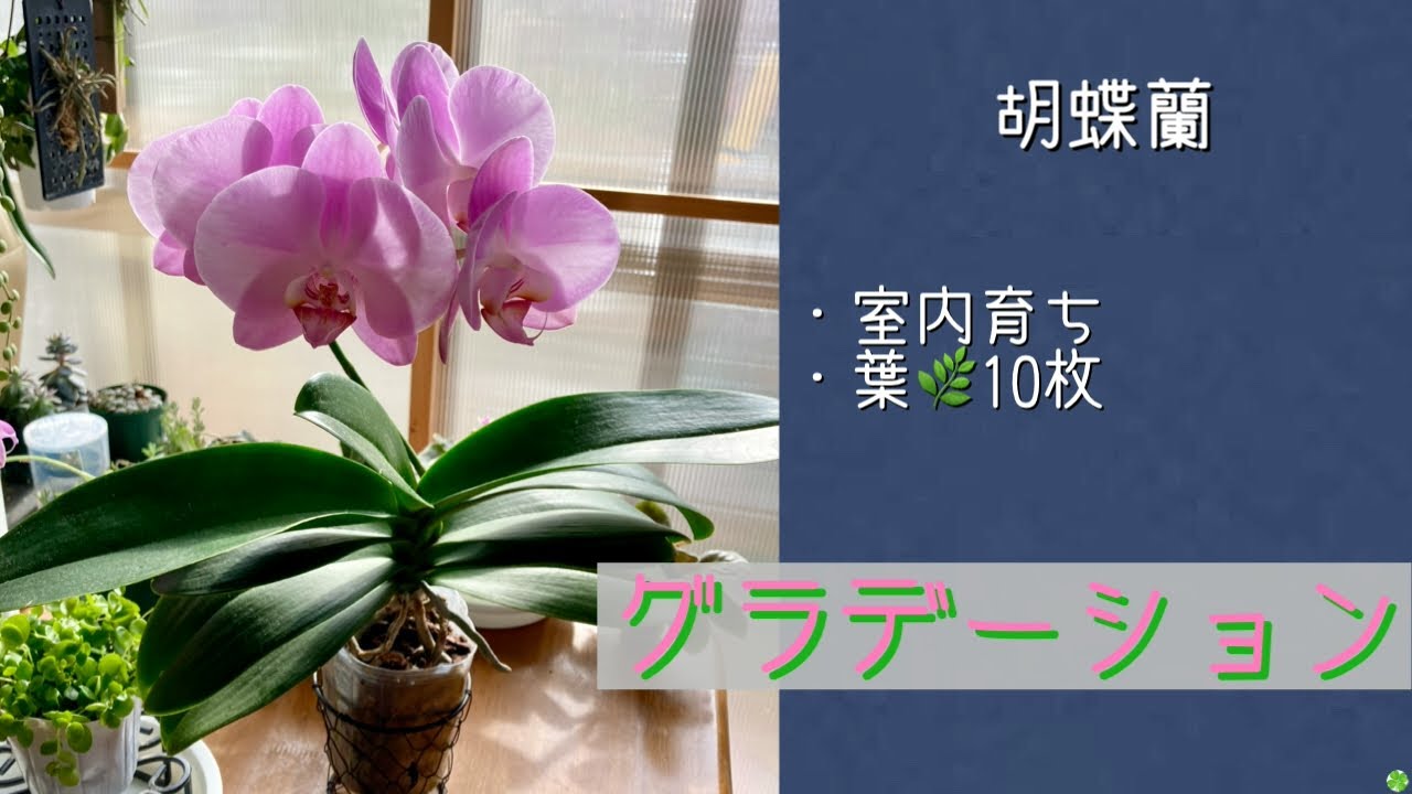 2026年2月27日　胡蝶蘭《グラデーション》　🌸8.5cm×6輪　葉🌿10枚　花終わり株購入後の1年半を室内で管理🪴　植え替えの時期ですが…