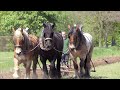 Impressive spectacle 30 draft horses plow a field near the water tower in grobbendonk