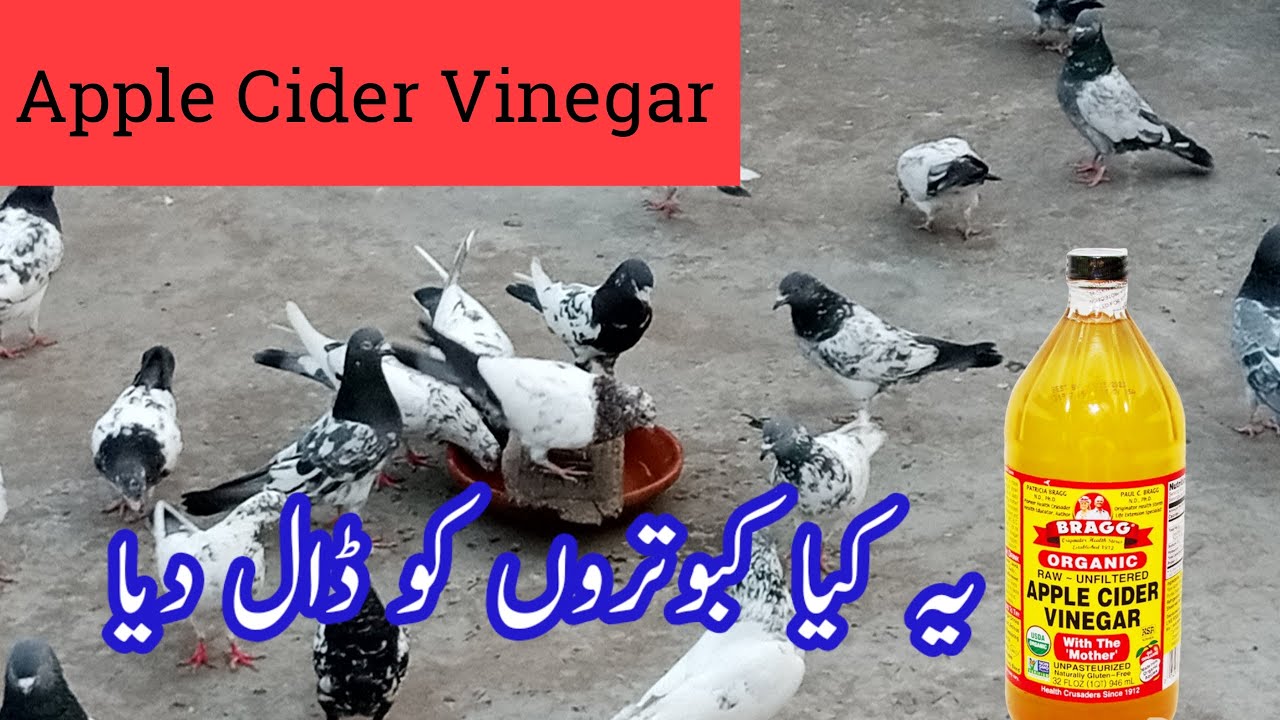 How to use Apple Cider Vinegar for PigeonPigeon Day1 YouTube