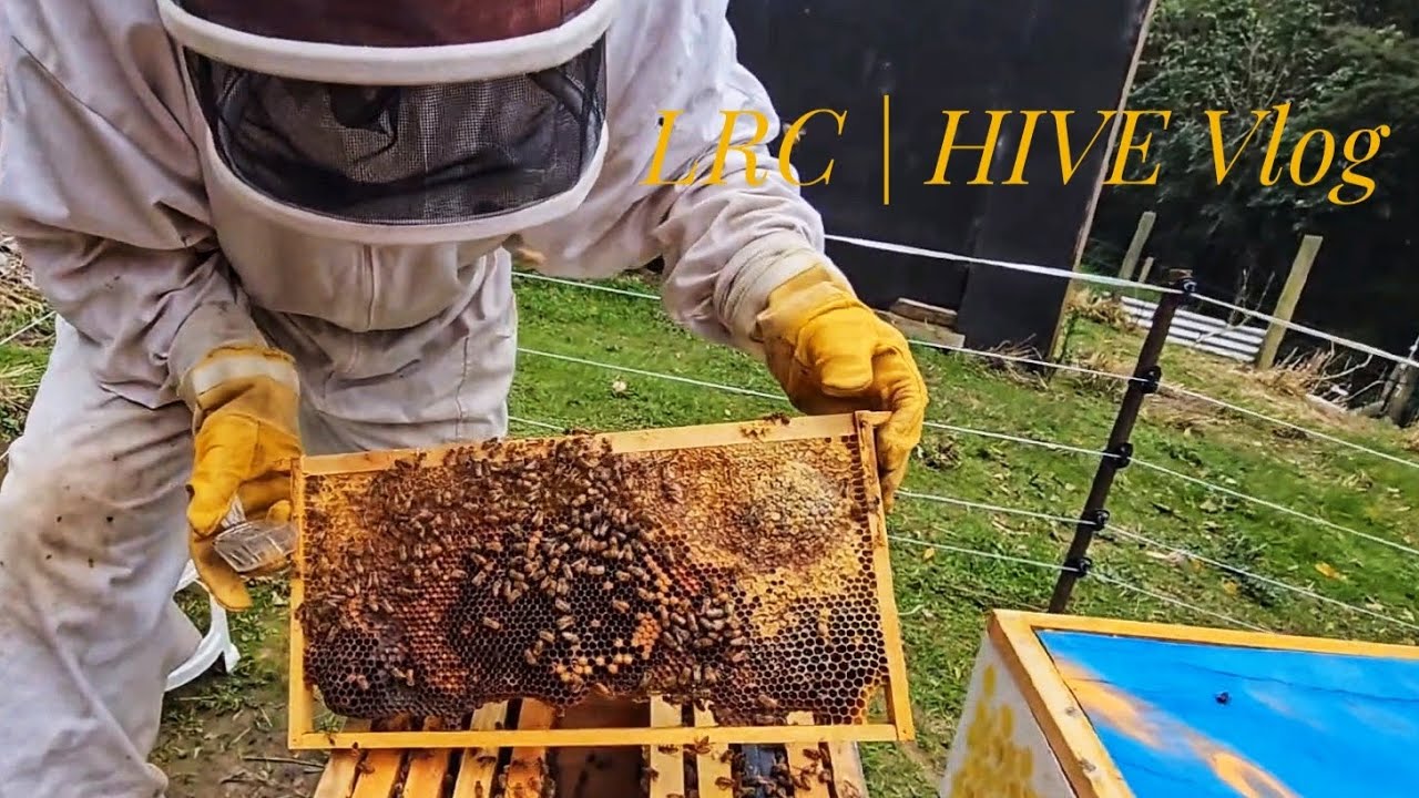 What the Inspector found in my hive | UPDATE on my bees 🐝 - YouTube