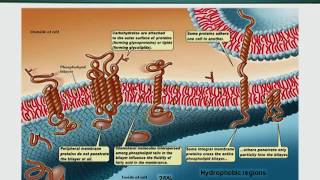 Topic 34 (BIO201 - Cell Biology)