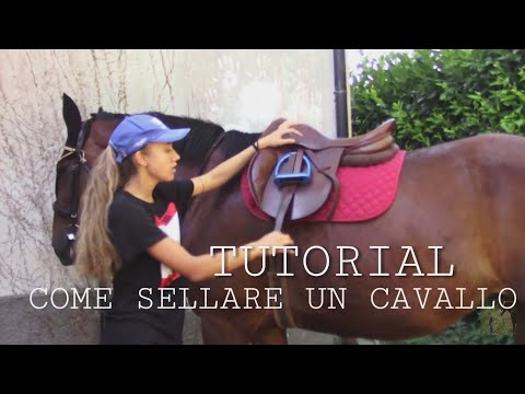 Video: Come Vestire Un Cavallo