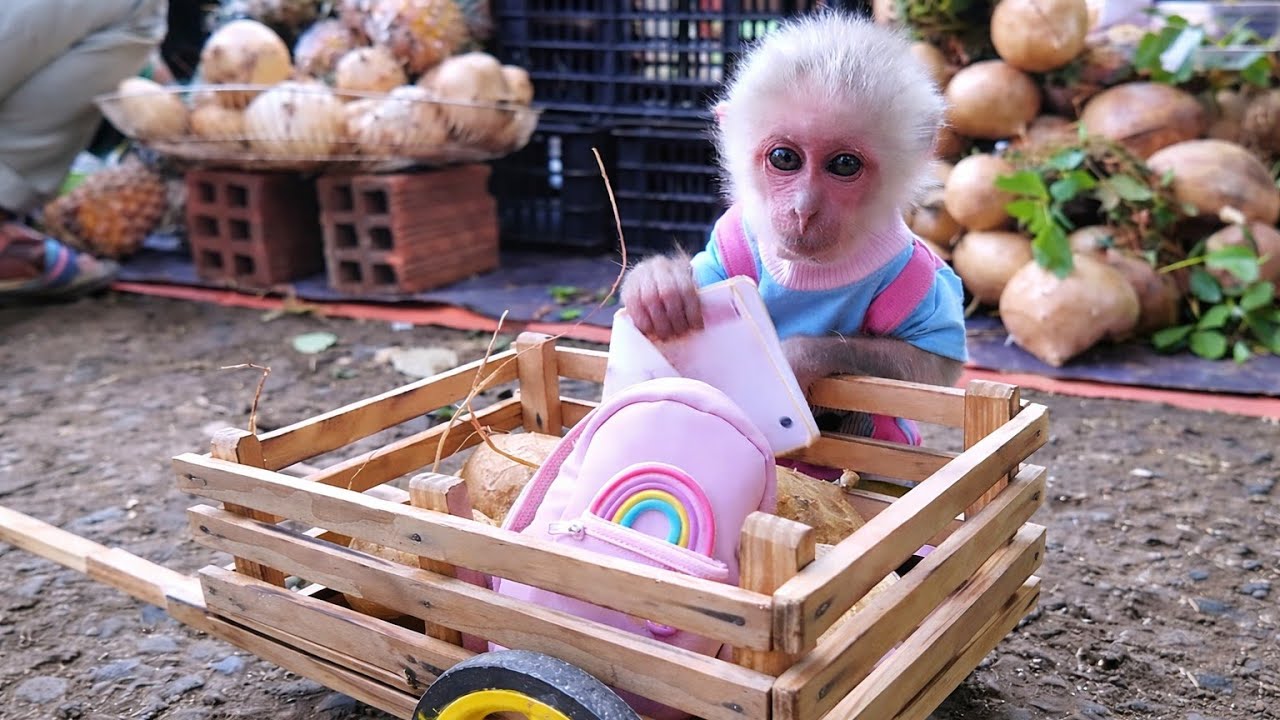 Baby Monkey YuLi Helps Dad at the Market | Sweet Family Fun with YoYo Jr 🐒🍎