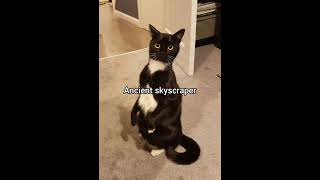 Nicknames for someone who is taller and older than you #georgieebom #catfunny #catmemes