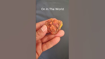 THE CORAL FOSSIL. ON IN THE WORLD. #shorts #rare coral fossil