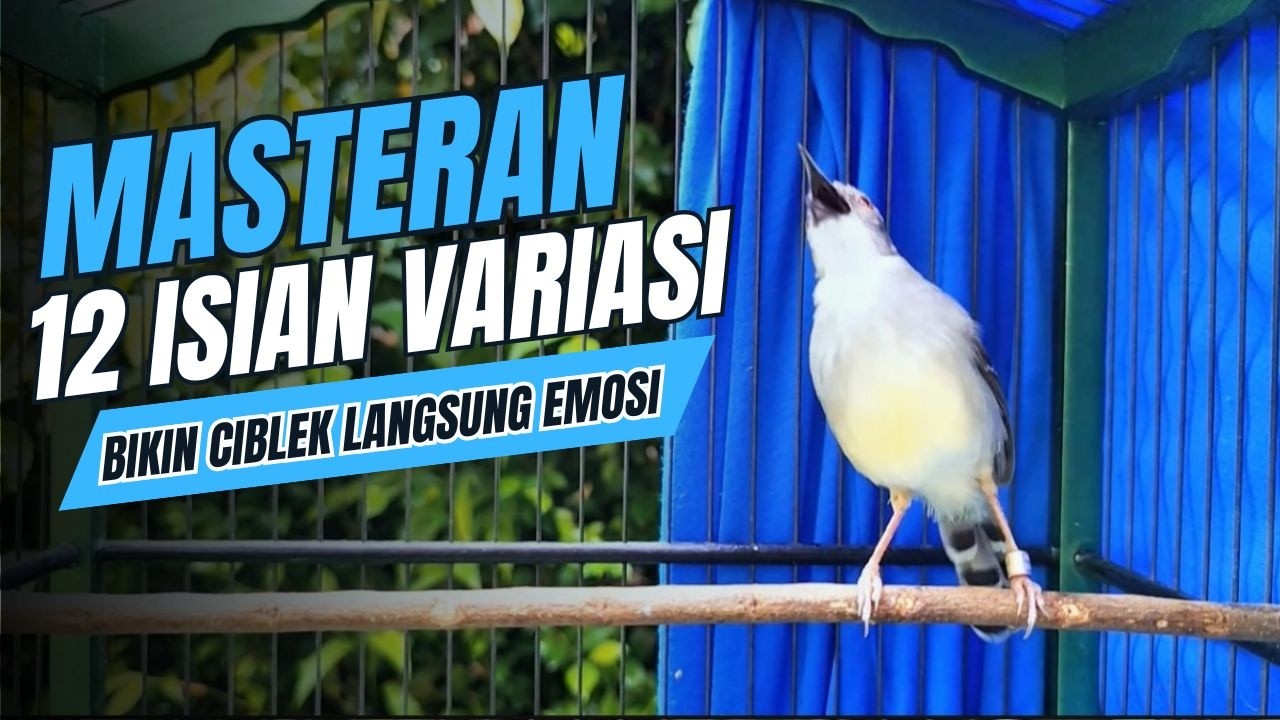 Suara CIBLEK KRISTAL Gacor Ngebren 12 Variasi Mewah Untuk MASTERAN BURUNG Ciblek Semi dan Pancingan