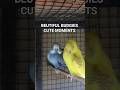 BEUTIFUL BUDGIES CUTE MOMENTS #birdcare #budgiebreedingtips #birdcare #budgiefood #petbirds