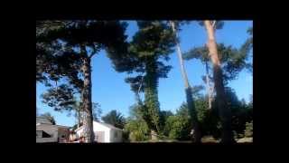 Large pine dismantle and fell with GRCS