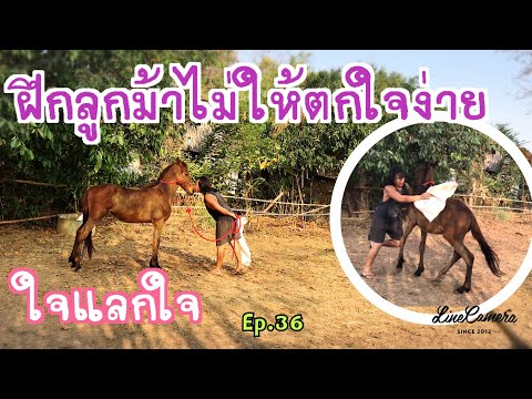 วีดีโอ: วิธีสอนม้าให้นั่ง