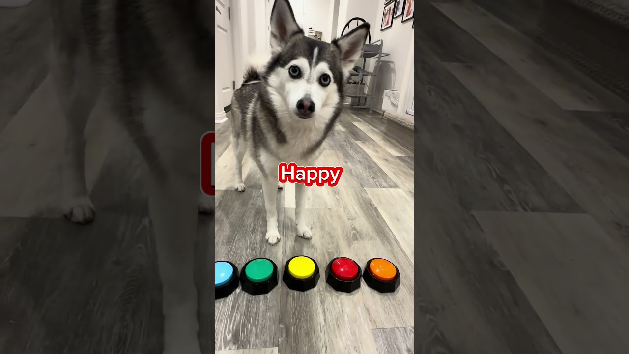 Sapphie the pomsky wishes you a Happy Diwali