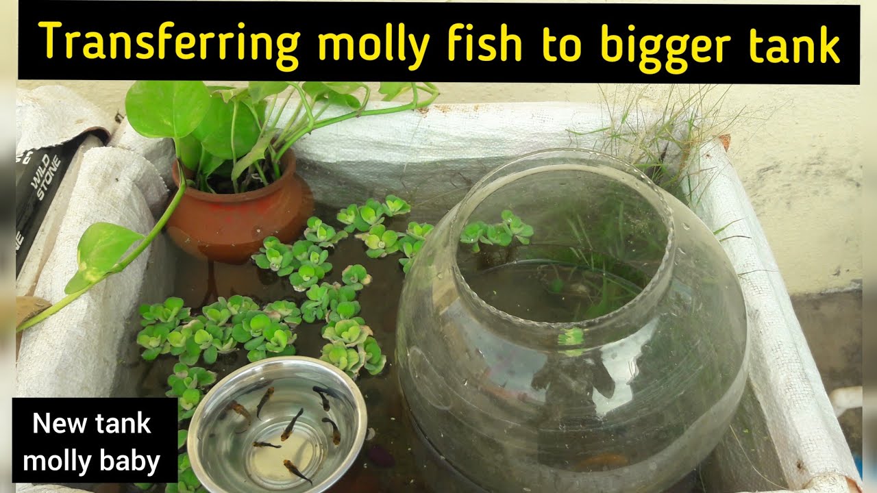 Transferring molly fish to a Bigger Tank New Diy fish tank mollies