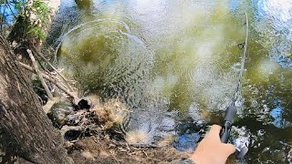 Wicked Fishing Walking the Murrumbidgee River. Murray Cod vs Yellowbelly