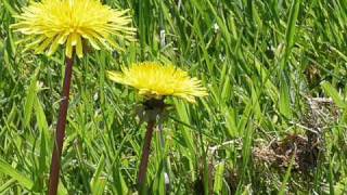 Pachelbel's Canon played by Penny Whistle Trio (Tin Whistle) chords