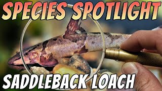 Saddleback Loach - Homaloptera Orthogoniata - Rare Freshwater Loach Aquarium Fish Profile Thumbnail