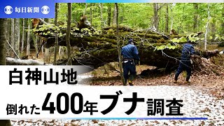 倒れた白神山地の長老「400年ブナ」　森を守る命のバトンタッチ