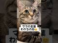 「ワン」とお返事！ママの言葉わかる保護猫ピノちゃま❤️ #保護猫 #猫