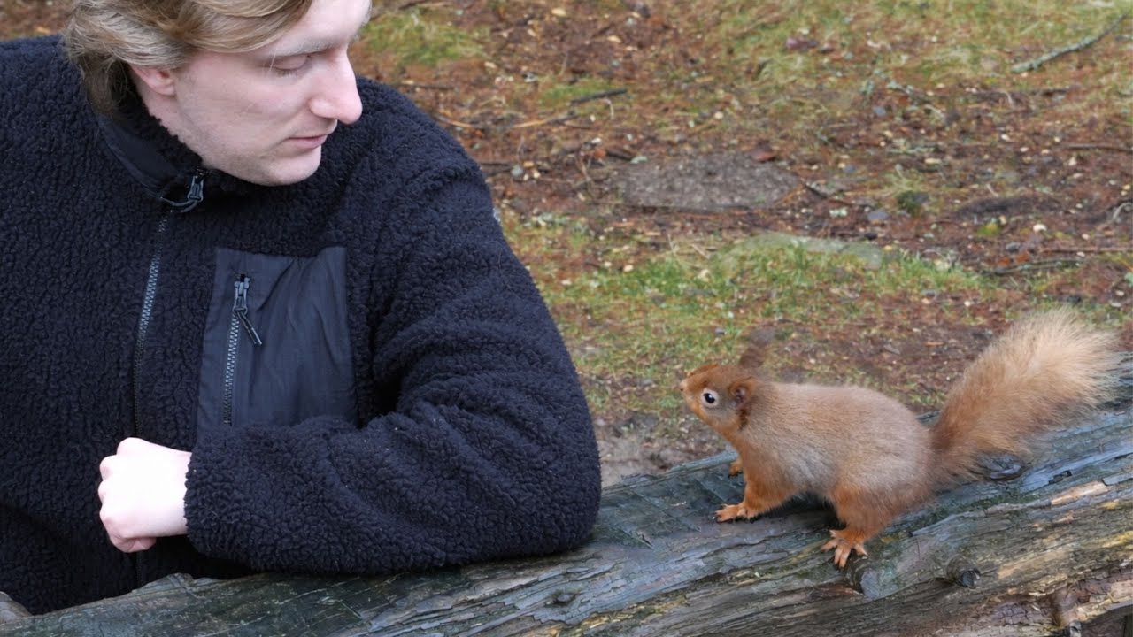 I Meet The Endangered Red Squirrels of Britain