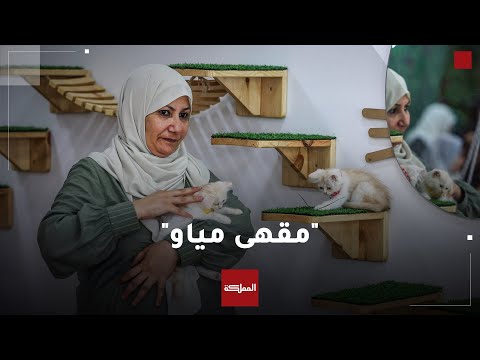 "مقهى مياو" .. سيدة فلسطينية تفتتح مقهى خاص بالقطط في قطاع غزة
