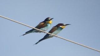 Bee-eaters in Extremadura, Spain
