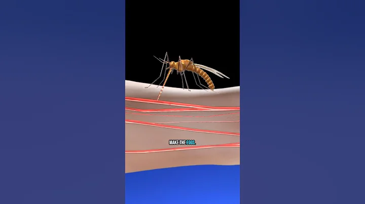 How mosquito bites REALLY work