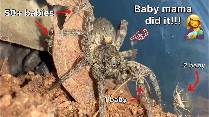 My B.M. wolf spider had 50+ babies! (Im a new dad)...