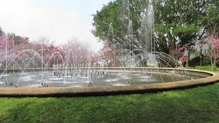 1090309陽明山公園噴泉周圍的昭和櫻(1)