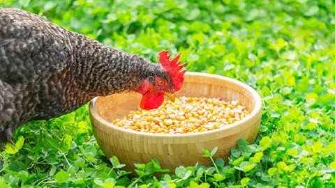 How to Make Your Own Organic Chicken Feed: Complete Easy Guide| Smart Agri Hub