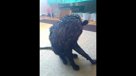 Video 803691: black oriental shorthair, bath