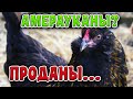 Причины продажи Кур породы АМЕРАУКАНА. ПТИЦЕВОДСТВО НА ДАЧЕ