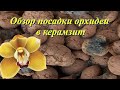 Обзор посадки орхидеи  в керамзит.