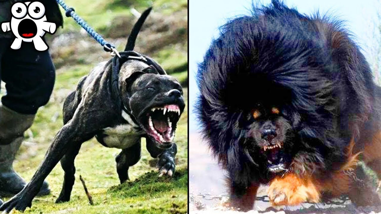 Включи видео самых опасных. Опасные собаки. Самые опасные собаки. Самысамые опасные собаки. Самые большие и опасные собаки.