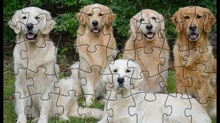 JIGSAW PUZZLE | Golden Retriever screenshot 4