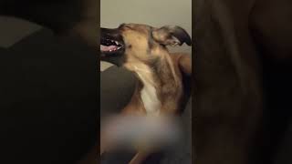 Dog Makes Funny Faces to Avoid Sneezing