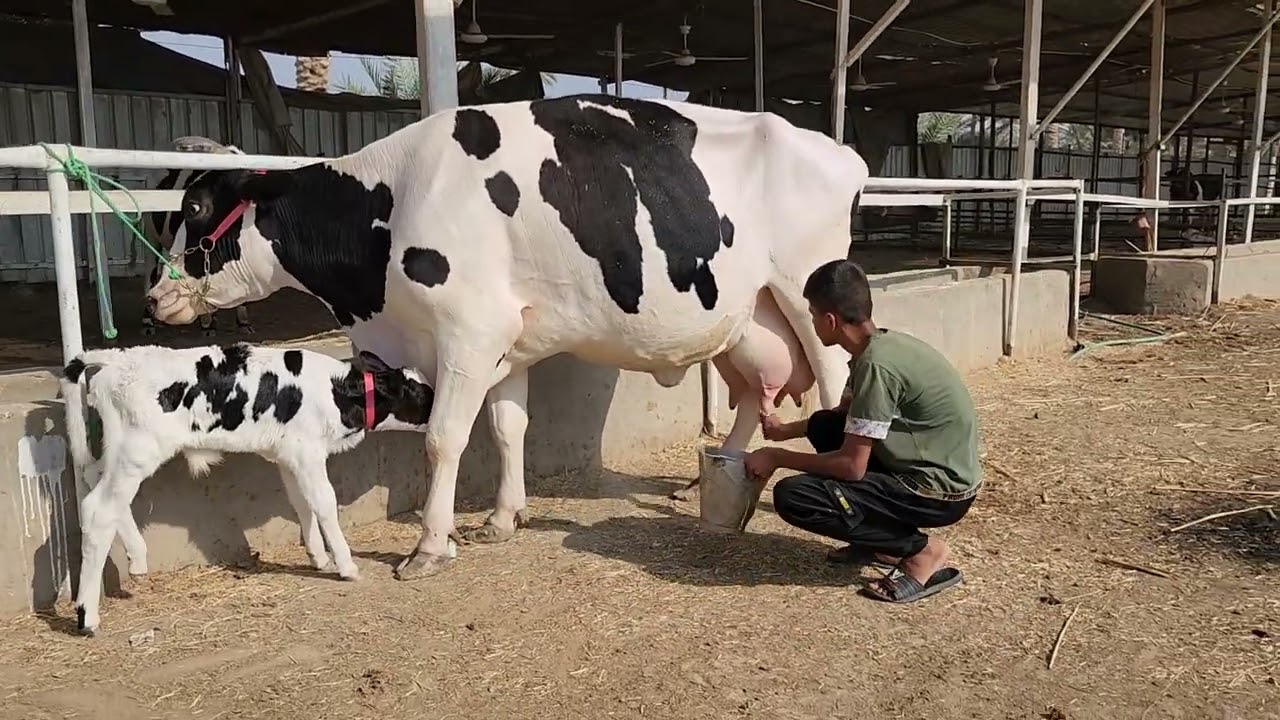 ماشاءالله هاشه رقم واحد هولشتاين اصلي النجف أبوصخير يوجد ٠٧٨٠٣٨٤١٠٣٤