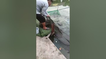 Vlogs 116 Báo cá - Hồ Câu Tân Bình Dương 0865118773 KP3, P. Tân Định, Bến Cát, Bình Dương