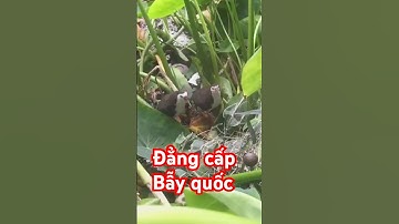 Cận cảnh bẫy chim quốc#bẫy quốc#săn #bẫy #chim