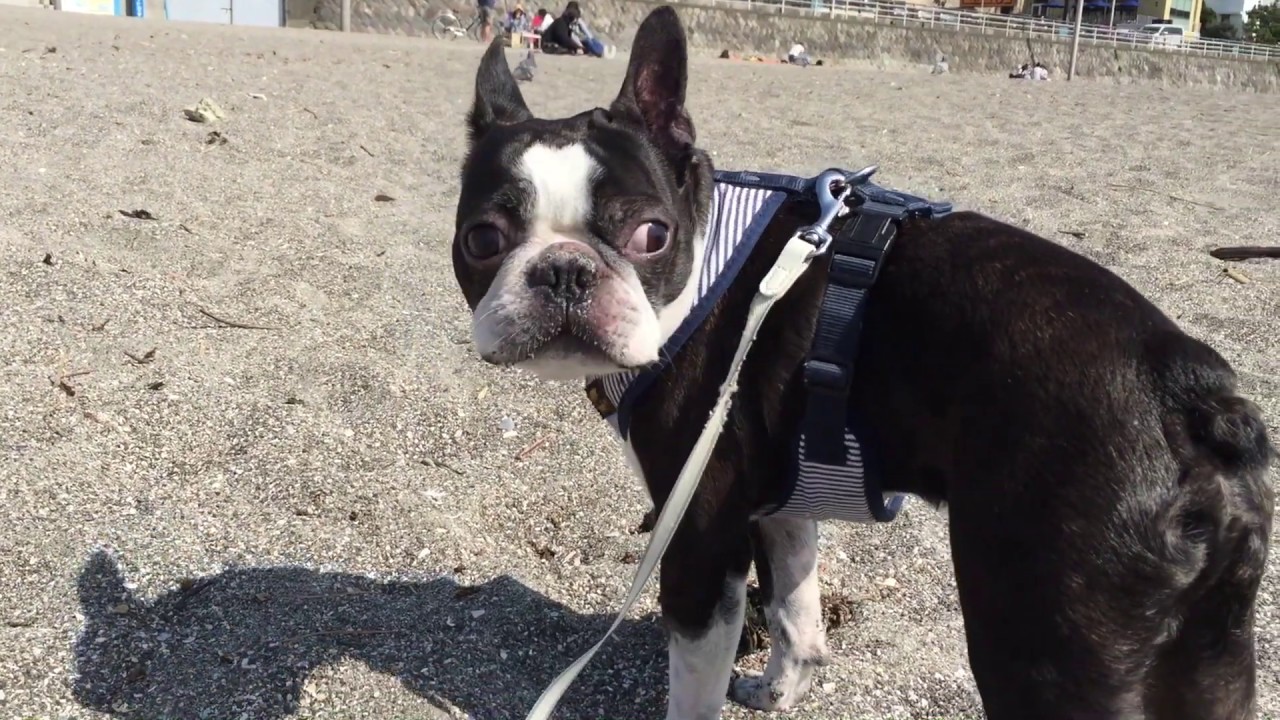 犬用バギー購入 黒パグとボストンテリアを乗せて逗子海岸へ行った 11 Youtube 犬用バギー購入 黒パグとボストンテリアを乗せて逗子海岸へ行った 11 Youtube