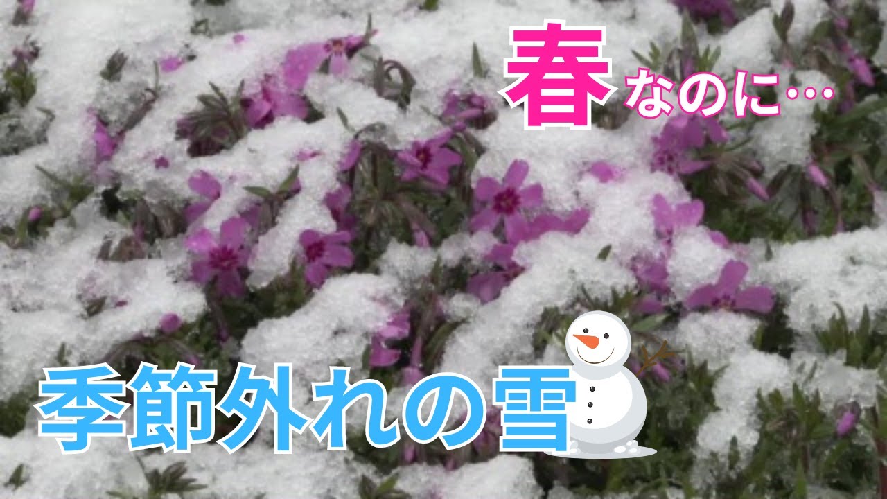 5月なのに