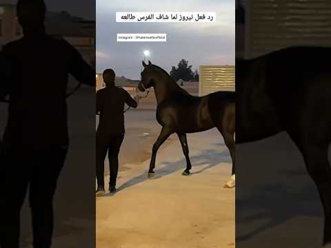 رد فعل نيروز لما شاف الفرس طالعه ٦٠شو مع الدكتور حاتم ستين