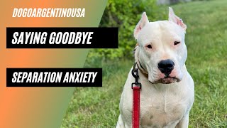 Saying Good Bye To Your Dogo Argentino Dog [Separation Anxiety] by Dogo Argentino USA 2,413 views 3 years ago 6 minutes, 43 seconds