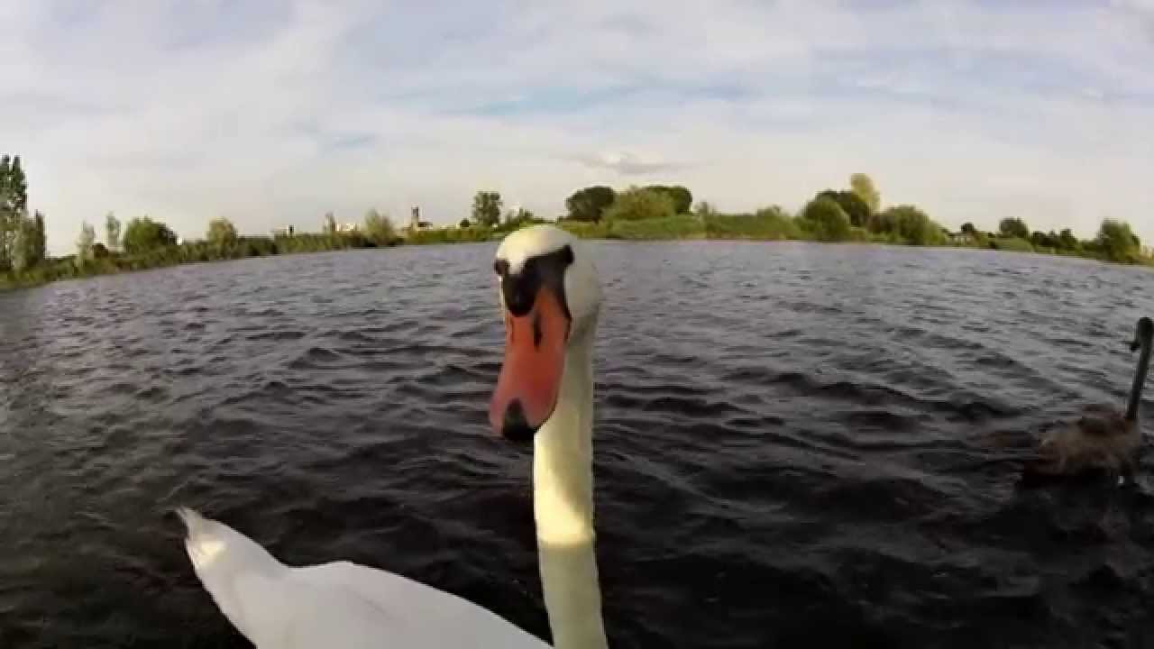 Schwäne am Segelboot   Garmin VIRB Elite Test