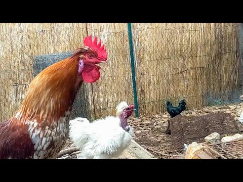 small-rooster-chasing-big-rooster---rooster-crowing-in-the-morning---chicken-sound-effect