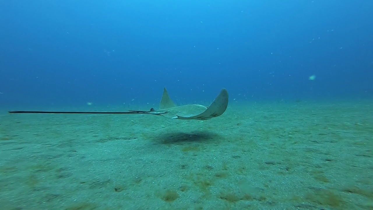 Gran Canaria diving, Acompañamos a un ratón de gran tamaño navegando center for reproductive rights