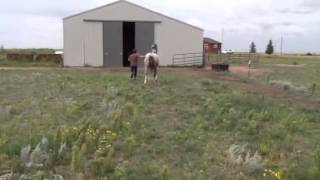 Diva trotting backwards