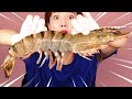 [Mukbang] 초대왕 간장새우장🦐 GIANT SHRIMP Soy Sauce ASMR eatingshow eatingsound realsound Ssoyoung